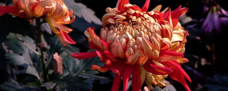 水养菊花几天换一次水（水养菊花几天换一次水 几天剪一次枝）