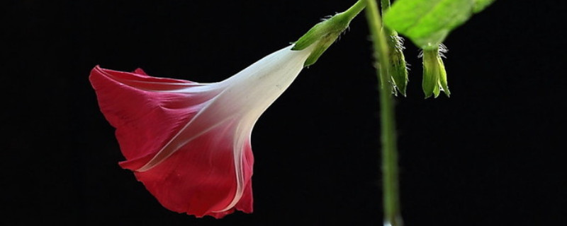 牵牛花又叫什么花 牵牛花还有一种名字叫什么