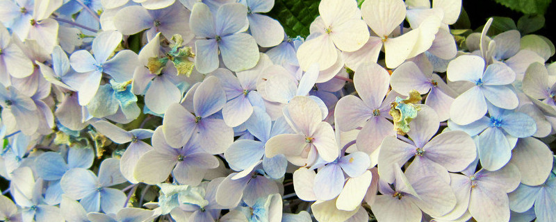 绣球花水养注意事项 绣球花水养方法