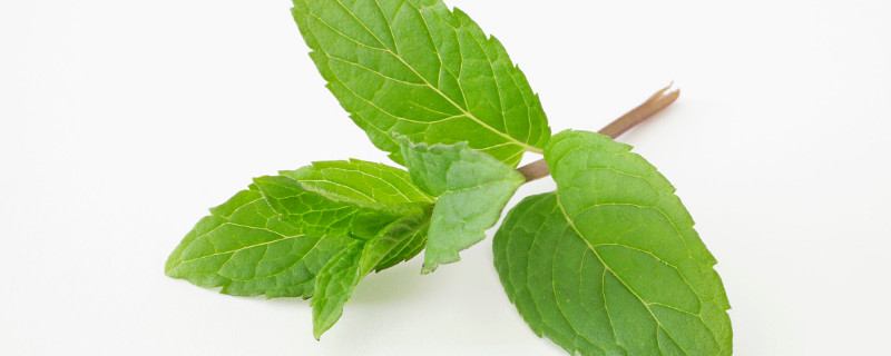 薄荷冬天怎么养护（薄荷夏天的养护）