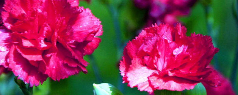 康乃馨夏天可以每天喷水吗 康乃馨开花的时候可以喷水吗