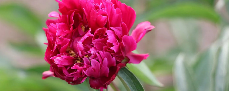 春季能不能种植芍药 芍药春天可以种植吗