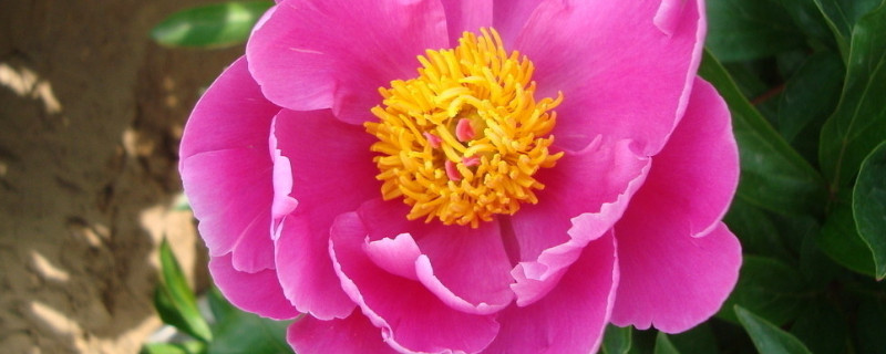 牡丹春天什么时候浇水（牡丹冬季浇水）