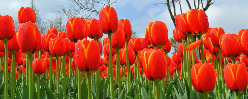 郁金香发芽了要晒太阳吗 郁金香刚种下可以晒太阳吗