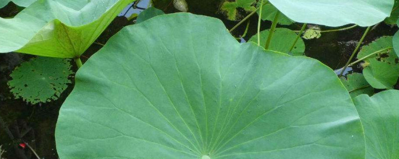 水培荷花荷叶有黑边怎么回事（荷花叶黑边是怎么回事）