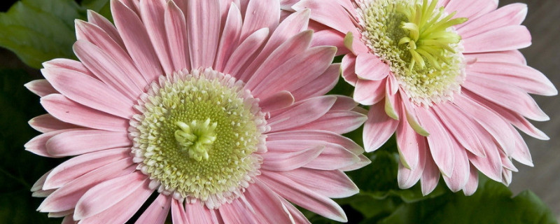 康乃馨能晒太阳吗 刚种的康乃馨能晒太阳吗