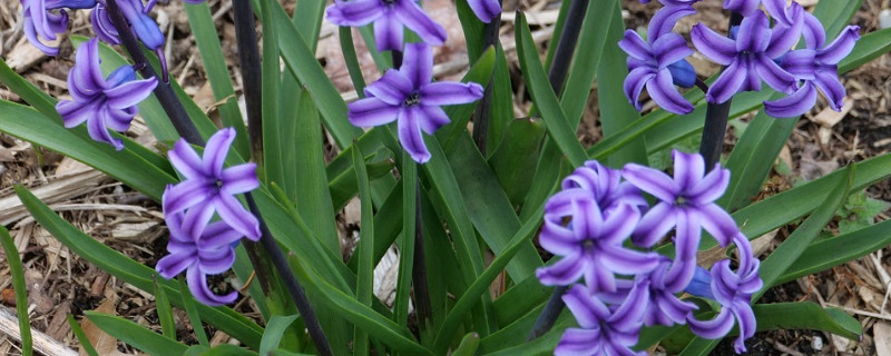 南方风信子什么时候种 风信子南方什么时候种植,什么时候开花