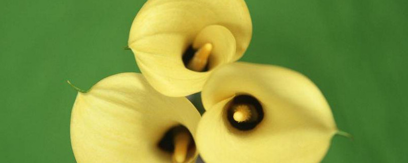 彩色马蹄莲能养几年（马蹄莲能够养几年）