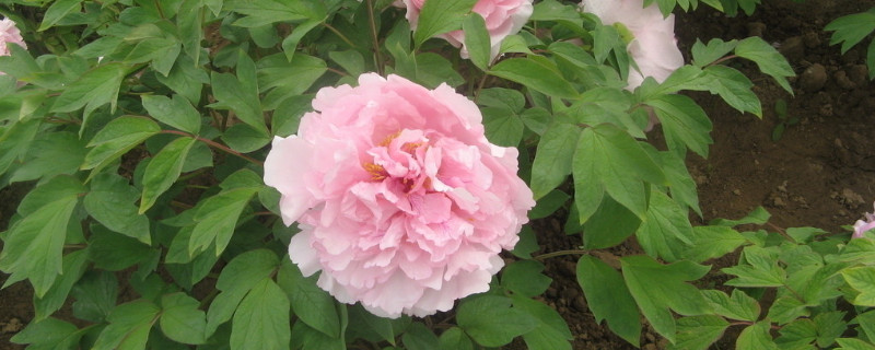 牡丹花为什么不长叶子 牡丹花不长新叶子