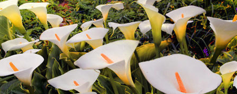 马蹄莲移栽时间 马蹄莲盆栽花期多久