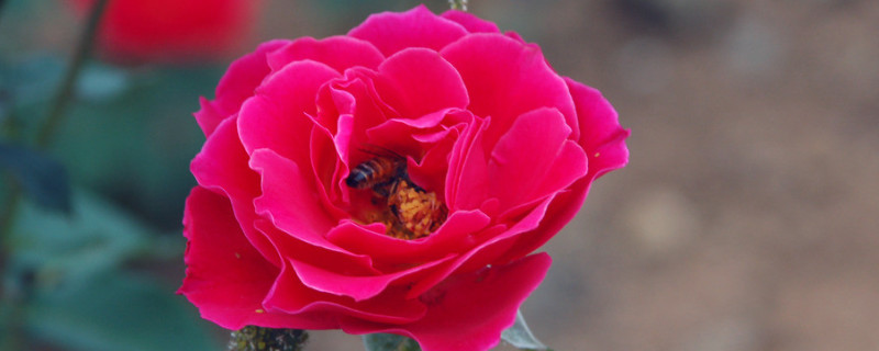 爬藤月季怎么修剪 夏天爬藤月季怎么修剪