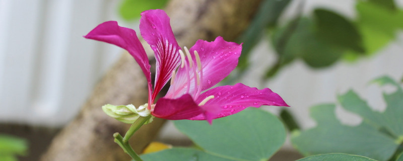 紫荆花冬天会冻死吗（紫荆花怕冻吗）