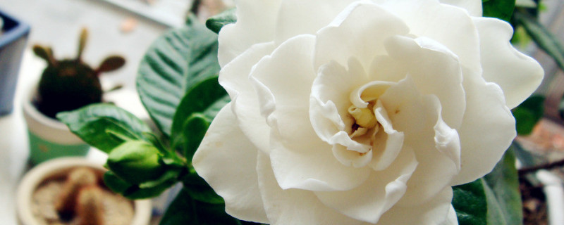 栀子花冬天黄叶怎么办（冬天栀子花黄叶落叶怎么处理什么原因）