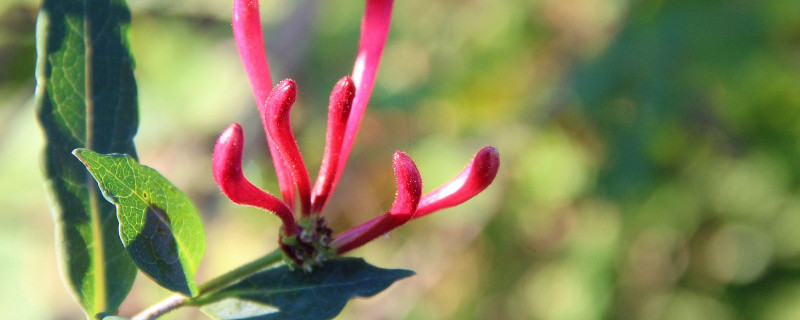 金银花粗枝能扦插活吗 金银花老枝扦插易活吗