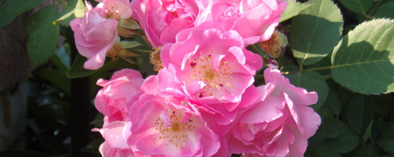 蔷薇花是怎么开放的（蔷薇花是怎么开放的嗯）