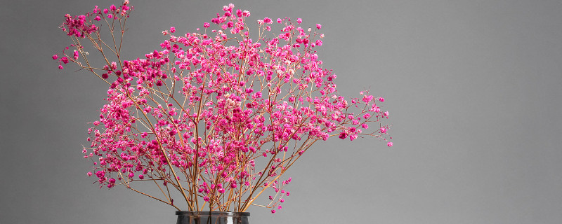 粉色满天星送给什么人 蓝色满天星送给什么人