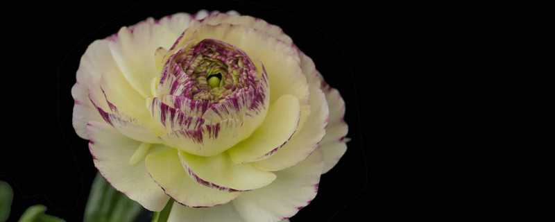 洋牡丹怎么醒花 洋牡丹怎么醒花方法