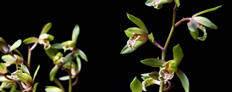 蝴蝶兰和惠兰哪个好养 蝴蝶兰和蕙兰哪个好养