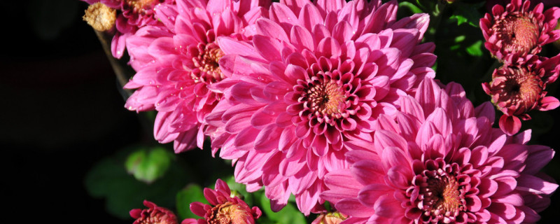 菊花为什么不怕冷（菊花为什么不怕冷呢）