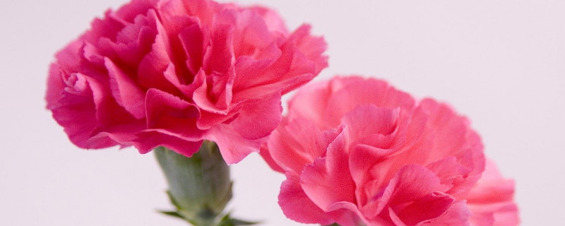 为什么康乃馨容易烂根 康乃馨根烂了能活吗?