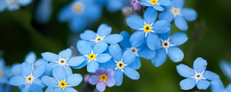 勿忘我水养还是干养好（勿忘我是水养还是干养）