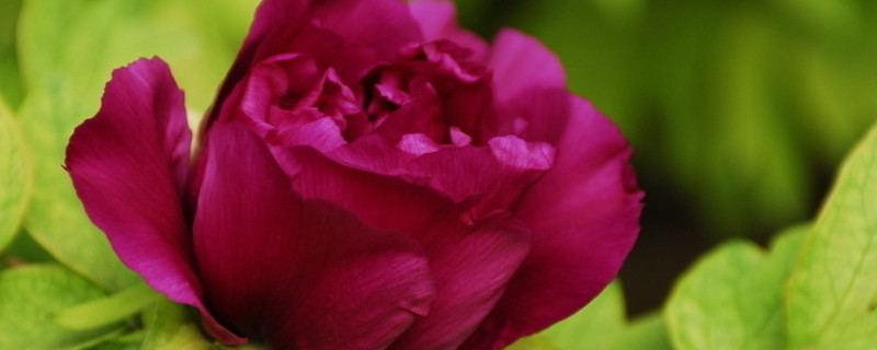 玫瑰花春天开吗 玫瑰花是春天开的吗?