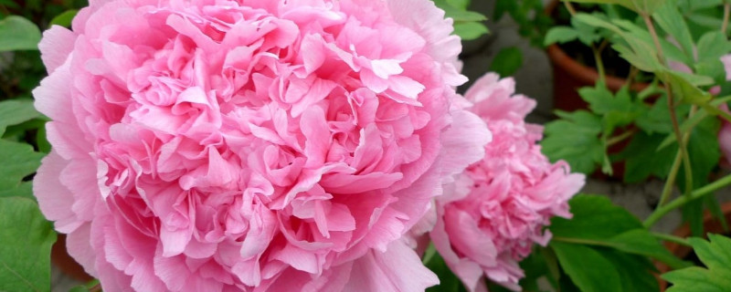 秋季移栽牡丹花方法 春季移栽牡丹的处理方法