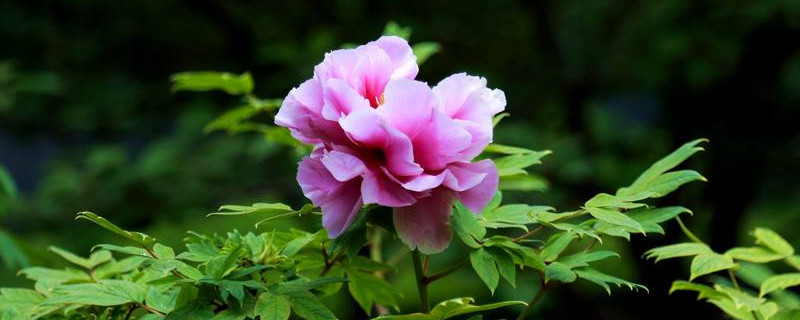 观赏牡丹春季怎么管理 牡丹的春天管理