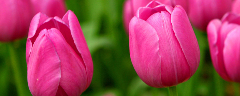 一个盆里种几棵郁金香(郁金香有多少盆)