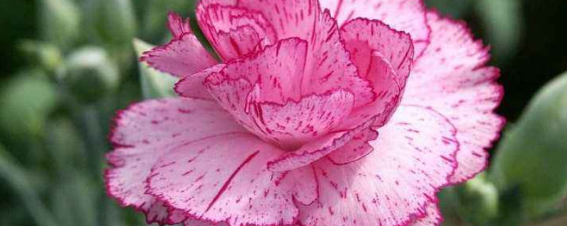 送妈妈康乃馨什么颜色 送妈妈康乃馨送什么颜色的