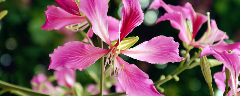 紫荆花的繁殖方法有哪些（紫荆怎样繁殖）