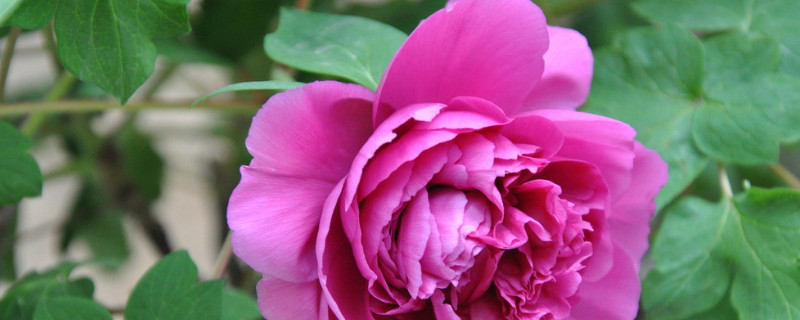 牡丹浇水过多烂根如何处理 牡丹浇水多了怎么办