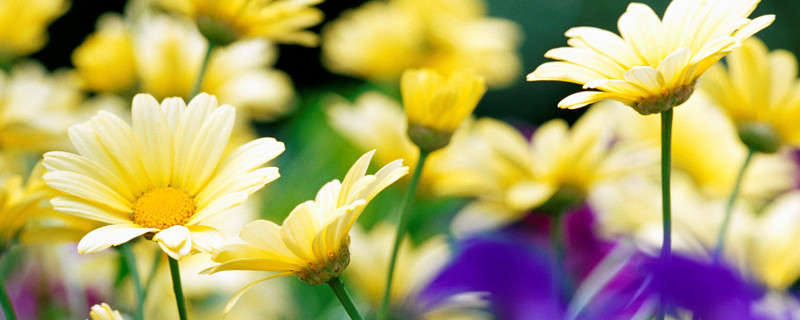 小雏菊幼苗怎么养护 小雏菊出苗后养护