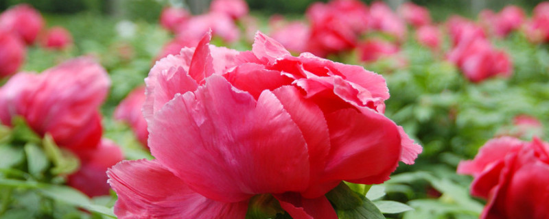 春天种牡丹为什么不开花 为什么种的牡丹不开花