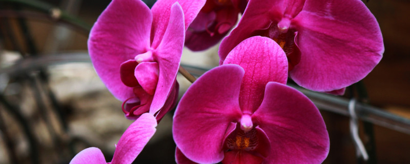 送蝴蝶兰的意义象征 蝴蝶兰意寓