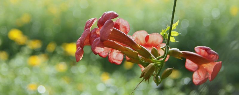 凌霄花叶子蔫了是为什么（凌霄花叶子干枯怎么回事）