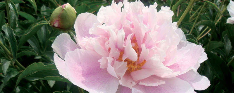 牡丹花太大怎么移栽（牡丹花怎样繁植）