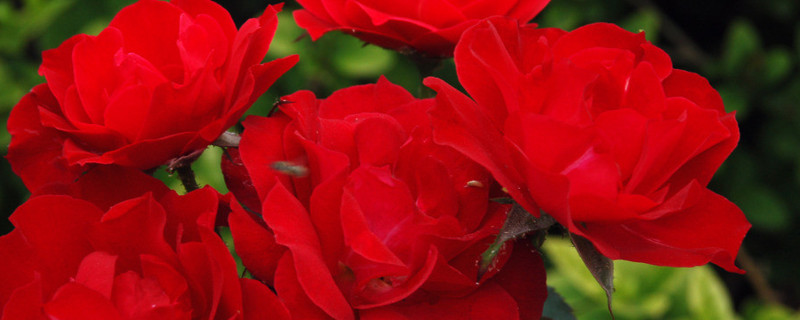 月季有花苞不开花 月季花长苞不开花