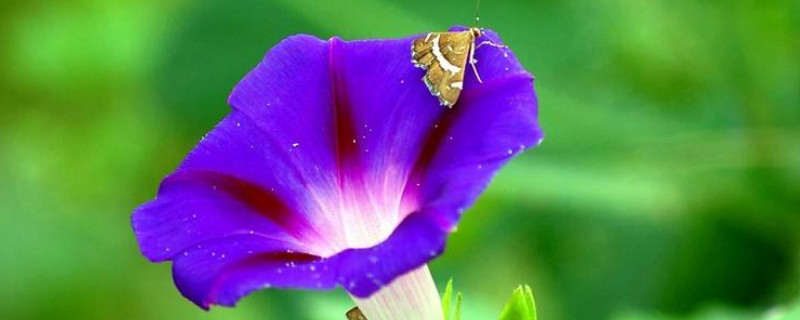 牵牛花怎么传播花粉（牵牛花的传粉方式）