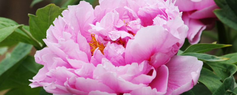 牡丹什么时候换盆好 牡丹几月份换盆好