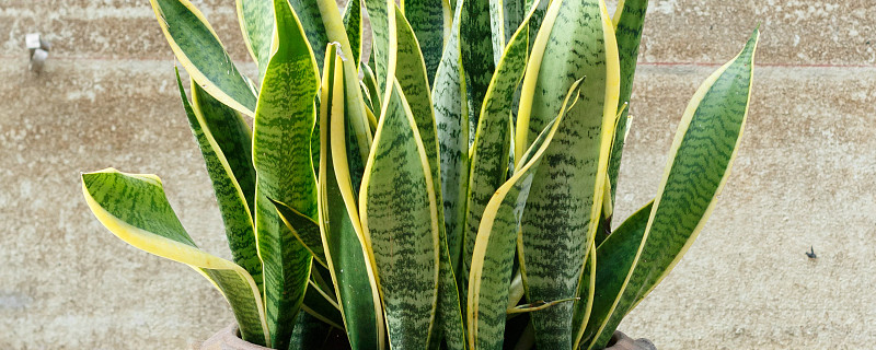 虎皮兰冻伤还能恢复吗 虎皮兰冬季冻伤了还有办法补救吗