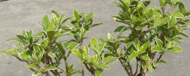 金边六月雪的养殖方法和注意事项（金边六月雪种植方法）