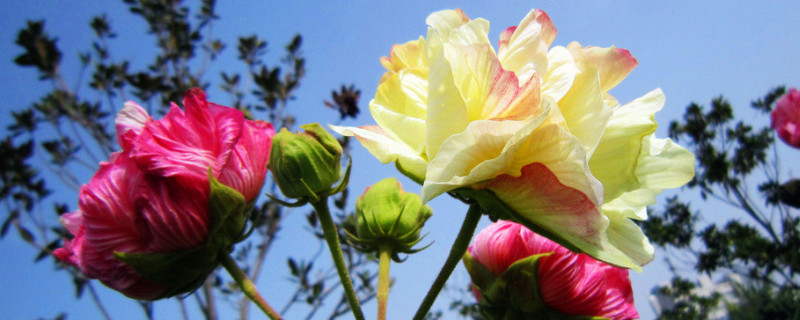 芙蓉花浇水的正确方法 芙蓉花浇什么水