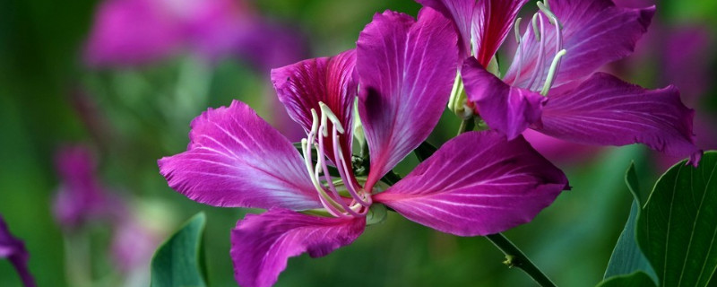 紫荆花适合做盆景吗（紫荆花适合盆栽吗）