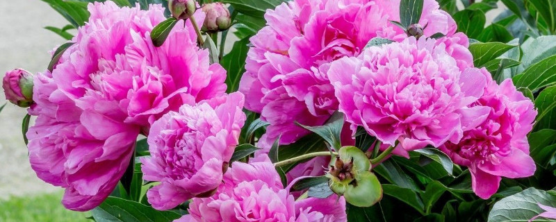 芍药病虫害的防治方法（芍药花的病虫害防治）