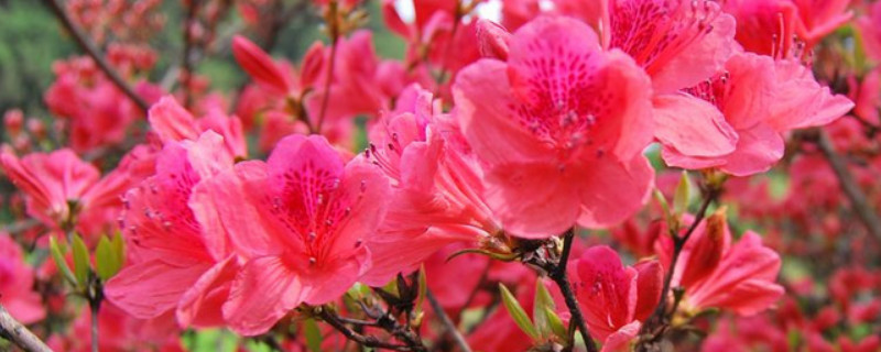 杜鹃花老叶脱落怎么办 杜鹃花叶片脱落