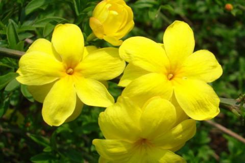 迎春花根怎么生根