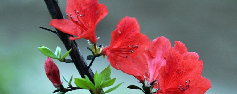 杜鹃花打骨朵上面能不能浇水 杜鹃花什么时候打骨朵