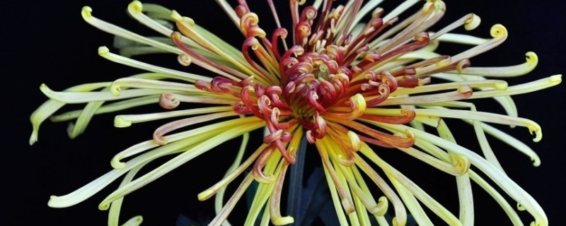 怎样让水培菊花快速开花 水培菊花的养殖方法