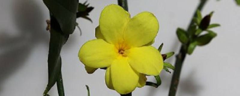 迎春花有香味吗（迎春花有香味吗?）